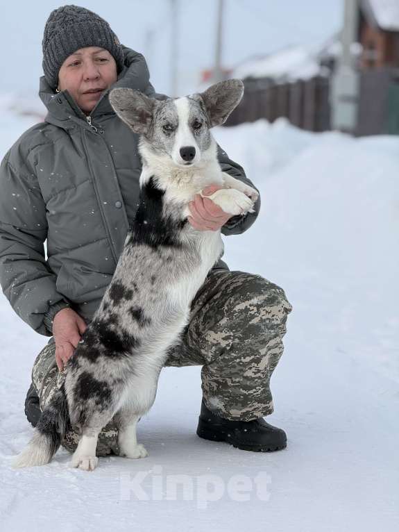 Собаки в Новосибирске: Корги девочка, доставка Девочка, 60 000 руб. - фото 4