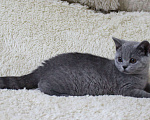 Кошки в Ульяновске: Британские котята Девочка, 20 000 руб. - фото 2