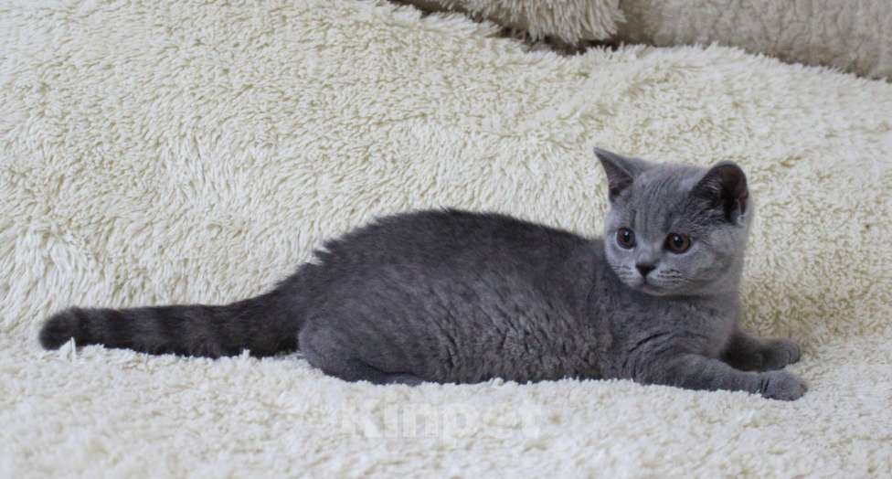 Кошки в Ульяновске: Британские котята Девочка, 20 000 руб. - фото 2