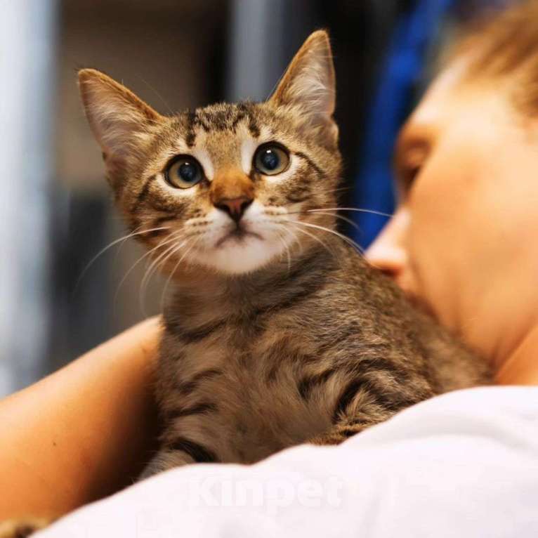 Кошки в Москве: Камышика никто не замечает Мальчик, Бесплатно - фото 4