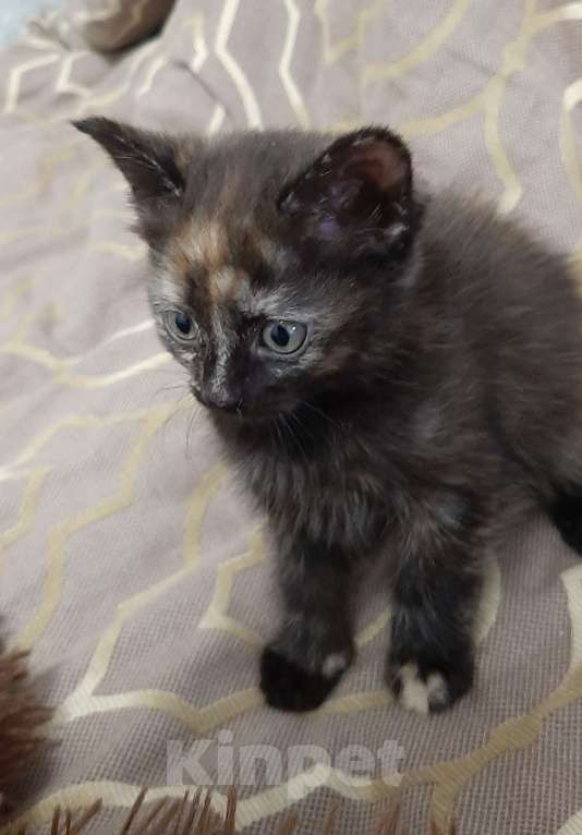 Кошки в Воронеже: Котята в хорошие руки Девочка, Бесплатно - фото 2