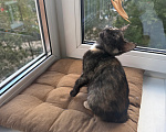 Кошки в Санкт-Петербурге: Котенок Бэсса Девочка, Бесплатно - фото 9