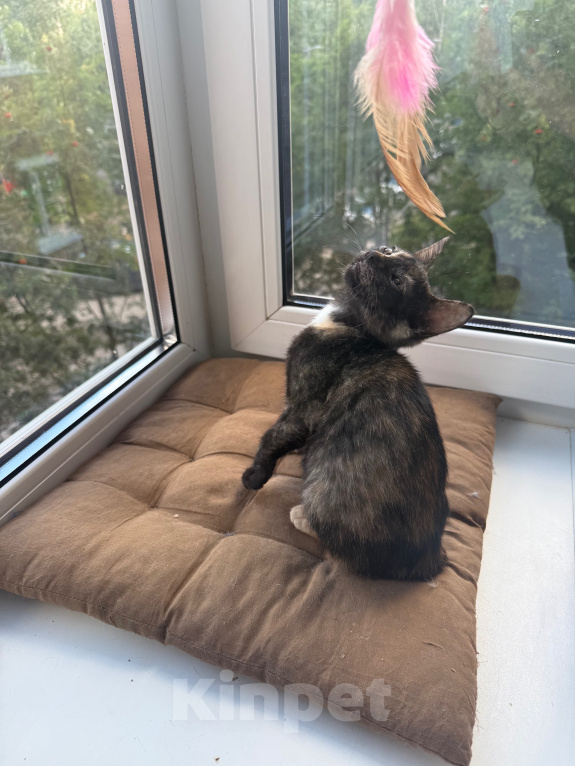 Кошки в Санкт-Петербурге: Котенок Бэсса Девочка, Бесплатно - фото 9