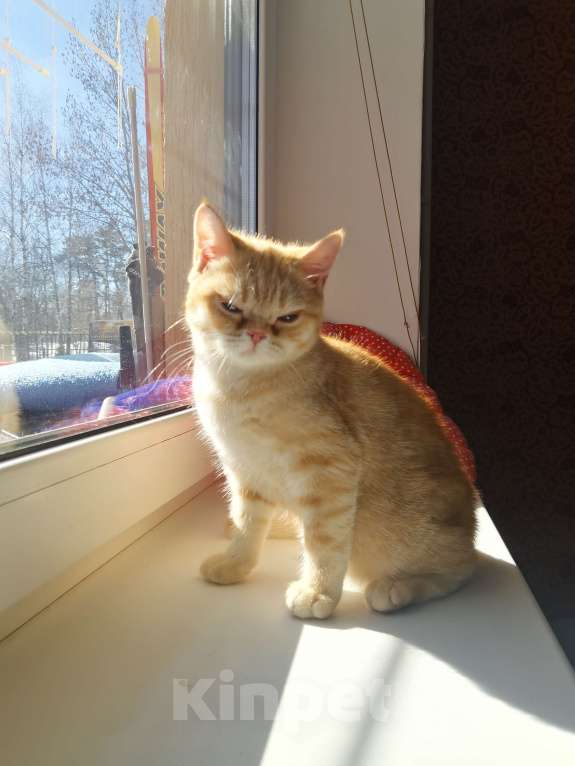 Кошки в Москве: Шотландский котёнок Девочка Мальчик  Девочка, 10 000 руб. - фото 2