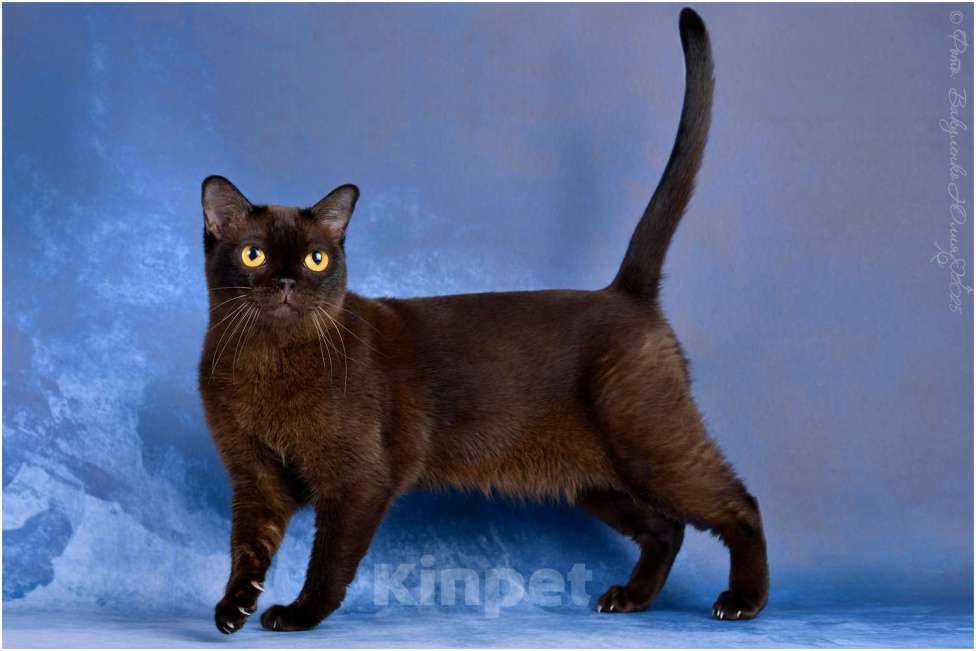 Кошки в Ростове-на-Дону: Американская Бурма Девочка, 10 000 руб. - фото 3