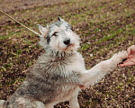 Собаки в Ростове-на-Дону: Вольт - безграничное обаяние, ум, доброта и энергия Мальчик, Бесплатно - фото 5