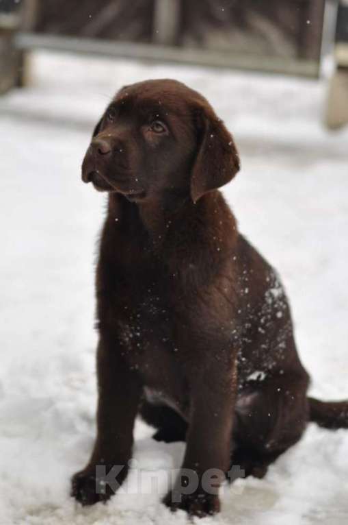 Собаки в Задонске: Девочка Лабрадора Мальчик, 65 000 руб. - фото 5