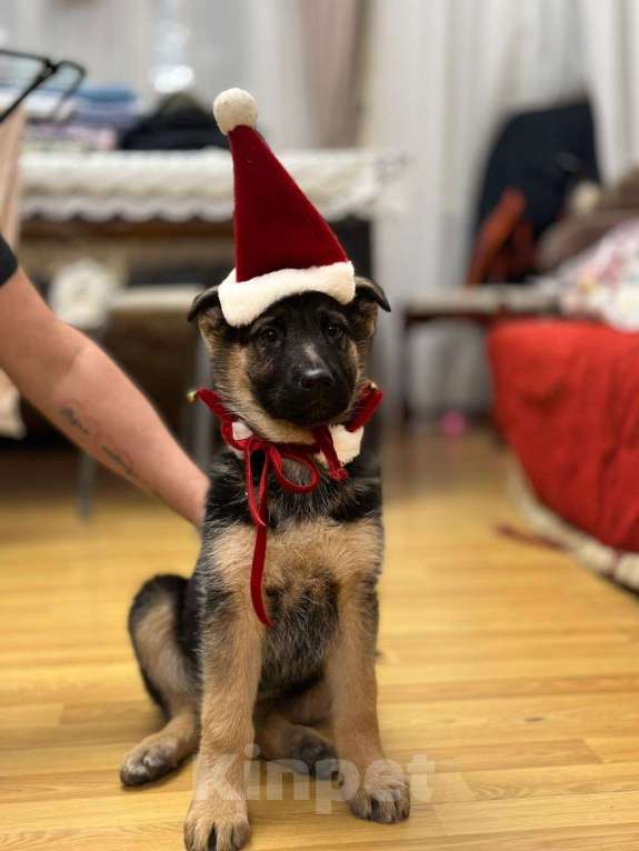 Собаки в других городах Московской области: Щенки Восточно европейской овчарки Девочка, Бесплатно - фото 4