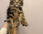 Кошки в Санкт-Петербурге: Котята мейн-кун  Девочка, 35 000 руб. - фото 1