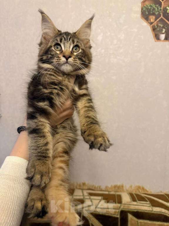 Кошки в Санкт-Петербурге: Котята мейн-кун  Девочка, 35 000 руб. - фото 1