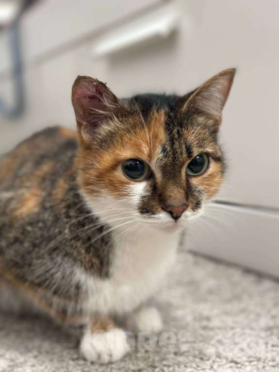 Кошки в Омске: Отдам кошку в добрые руки. Очень прошу помочь. Девочка, Бесплатно - фото 2