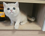Кошки в Твери: Клубный котенок Мальчик, Бесплатно - фото 2