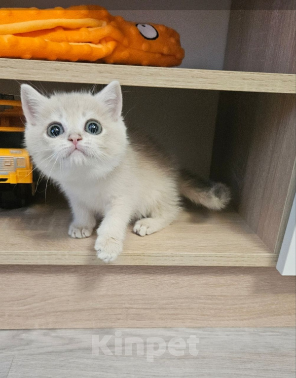 Кошки в Твери: Клубный котенок Мальчик, Бесплатно - фото 2
