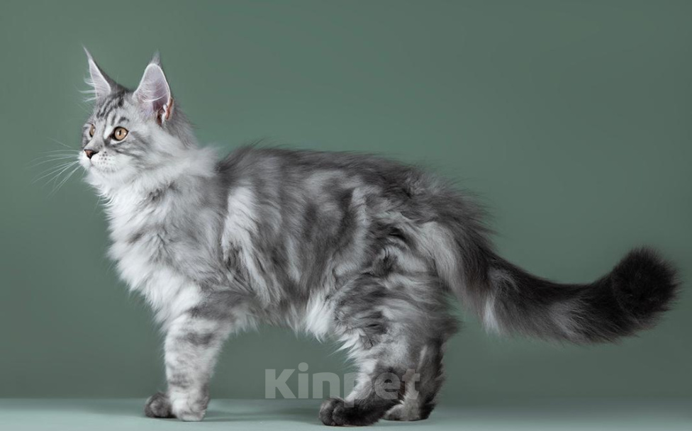 Кошки в Видном: Сладкий пирожок Ванечка (Айвенго), мейн-кун котенок Мальчик, 50 000 руб. - фото 7