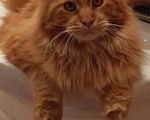 Кошки в Красноярске: Потерялся рыжий кот мейнкун Мальчик, 1 руб. - фото 3
