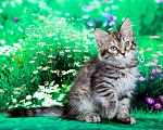 Кошки в Москве: Девочка Евика Девочка, 50 000 руб. - фото 5