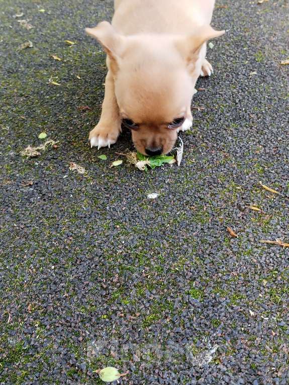 Собаки в Москве: Чухуахуа Девочка, 23 000 руб. - фото 4