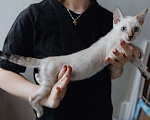Кошки в Санкт-Петербурге: Мальчик (снежный минк)  Мальчик, 45 000 руб. - фото 2