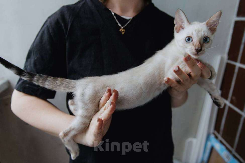 Кошки в Санкт-Петербурге: Мальчик (снежный минк)  Мальчик, 45 000 руб. - фото 2