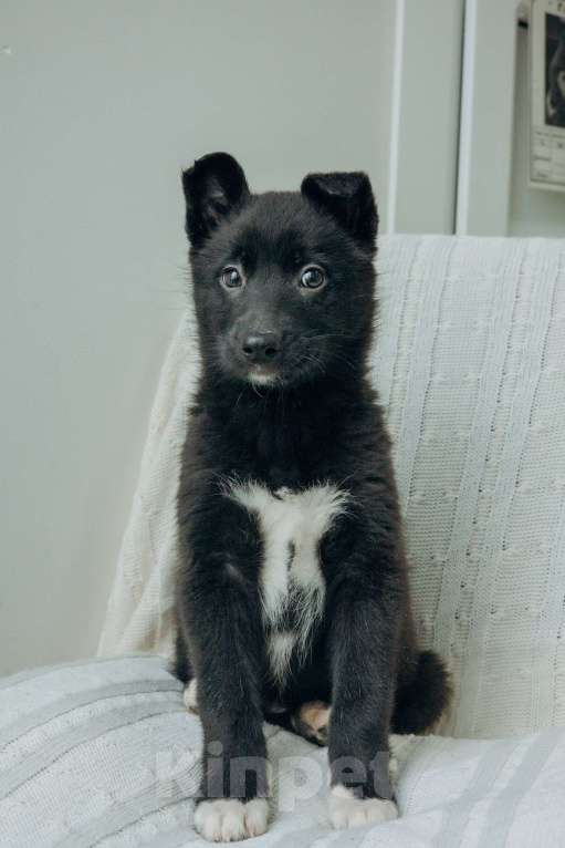 Собаки в Москве: Щенки бесплатно в Москве Девочка, Бесплатно - фото 8