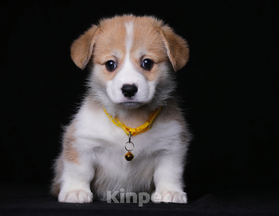 Собаки в Ярославле: Щенки вельш корги пемброк Разнополые, 55 000 руб. - фото 6