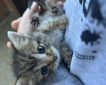 Кошки в Ростове-на-Дону: Нужна семья для котенка Девочка, Бесплатно - фото 2