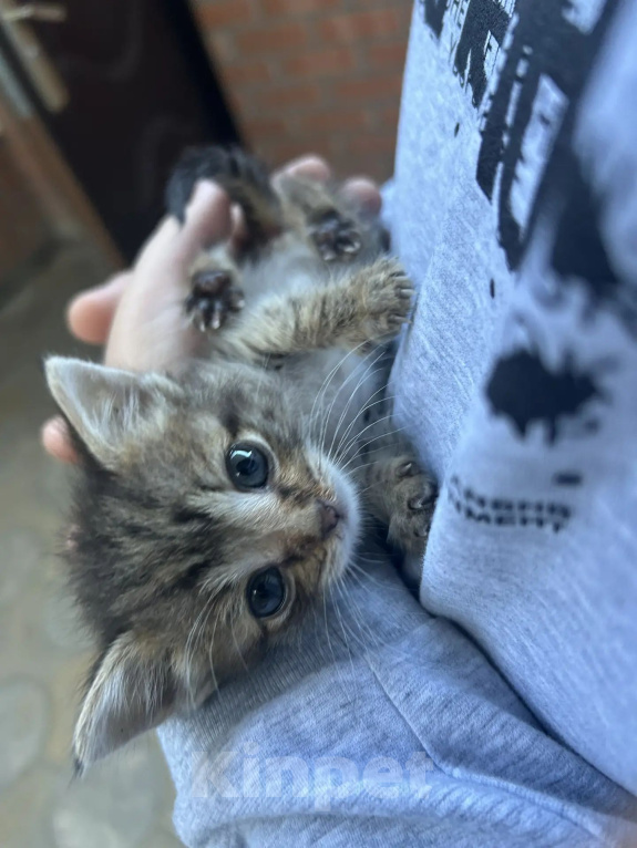Кошки в Ростове-на-Дону: Нужна семья для котенка Девочка, Бесплатно - фото 2