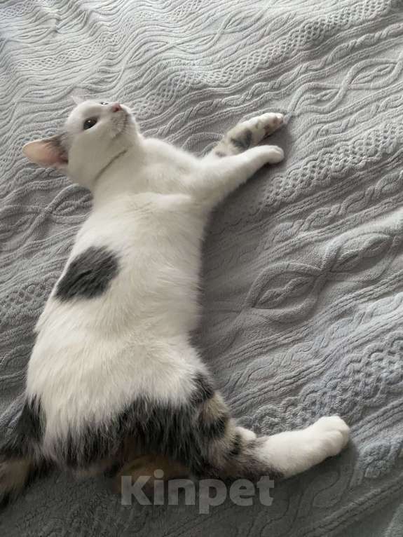 Кошки в Симферополе: Трехцветный котик ищет семью Мальчик, Бесплатно - фото 1