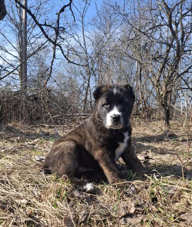Собаки в Москве: Щенки САО Мальчик, 1 руб. - фото 3