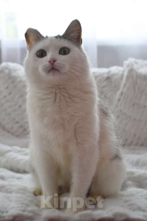 Кошки в Москве: Шарлотта Девочка, Бесплатно - фото 4