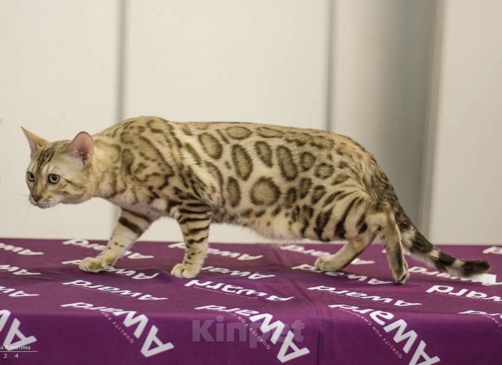 Кошки в Самаре: Бенгальский кот  Мальчик, 50 000 руб. - фото 4