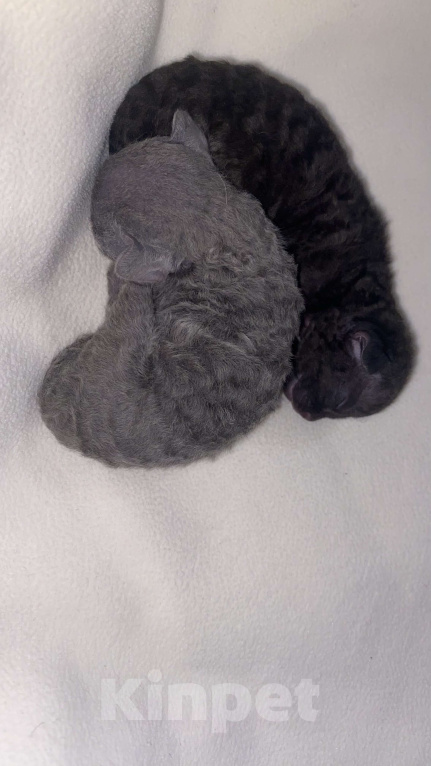 Кошки в Москве: Редкая дымчатая девочка Девон-Рекс🤍 Девочка, 100 000 руб. - фото 1