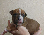 Собаки в Белгороде: Щенки американского стаффордширского терьера  Мальчик, 80 000 руб. - фото 3