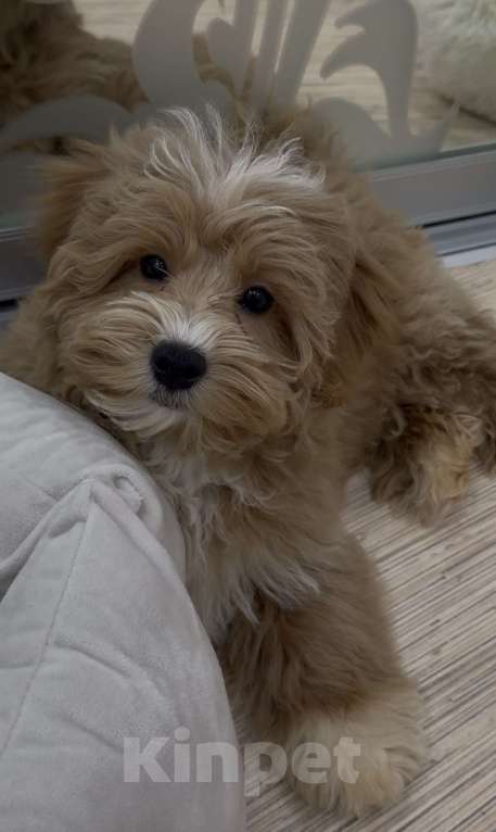 Собаки в Набережных Челнах: Мальтипу f1 Мальчик, Бесплатно - фото 1