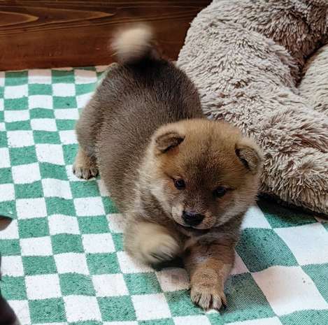 Собаки в Москве: Сиба ину - щенки разных окрасов Мальчик, 50 000 руб. - фото 3