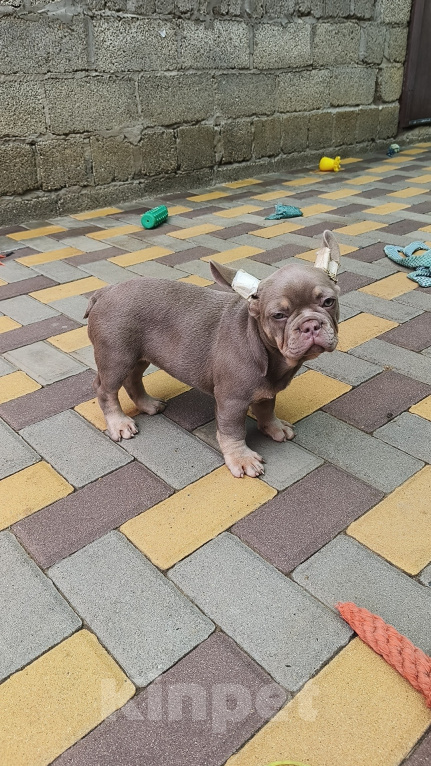 Собаки в Белореченске: Французский бульдог Девочка, 50 000 руб. - фото 2