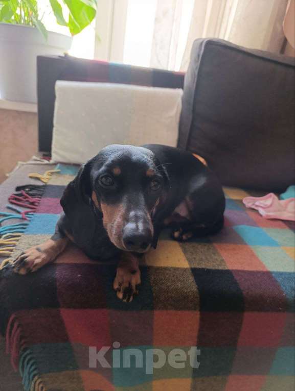 Собаки в Москве: Отдаю таксу в добрые руки Девочка, Бесплатно - фото 1