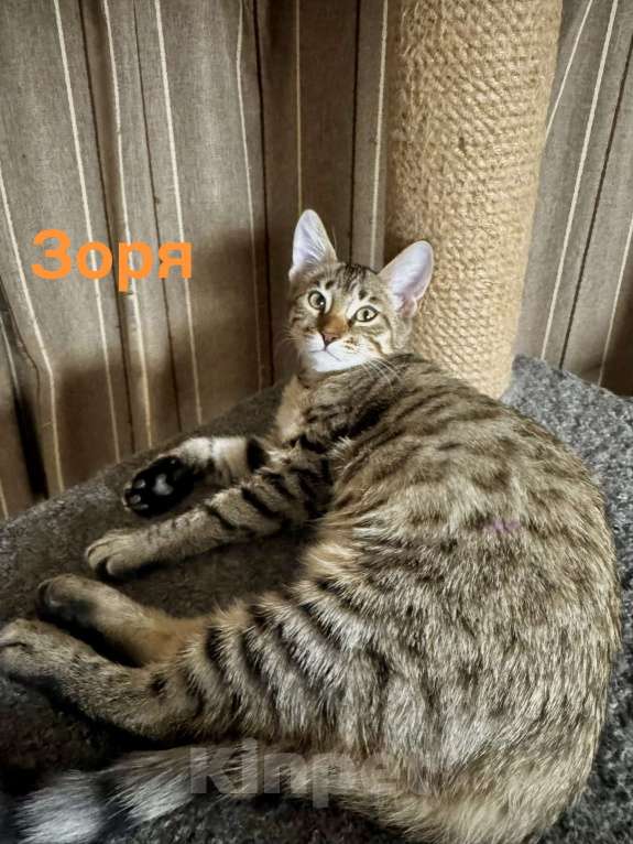 Кошки в Челябинске: Бурмадион котенок  Девочка, 25 000 руб. - фото 1