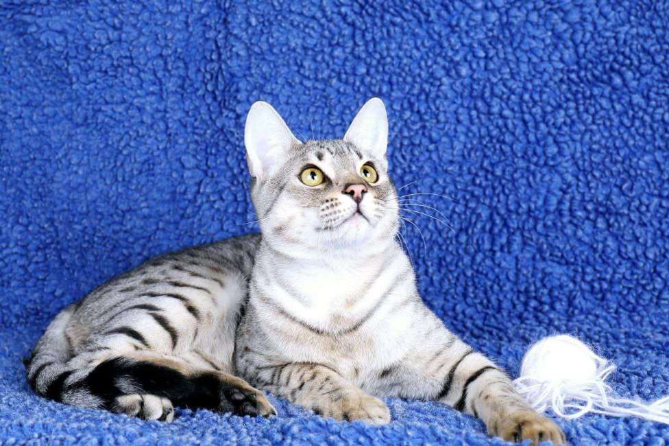 Кошки в Санкт-Петербурге: Котята SAVANNAH Ф4, Ф5 сбт Мальчик, 50 000 руб. - фото 3