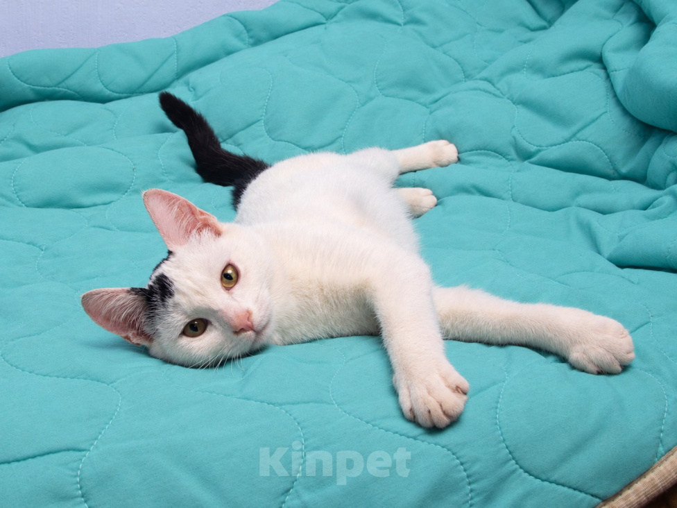 Кошки в Москве: Котенок в добрые руки Мальчик, Бесплатно - фото 1