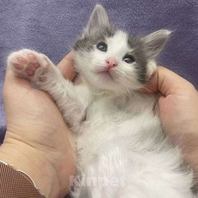 Кошки в Москве: Пушистый котенок Кекс  Мальчик, Бесплатно - фото 4