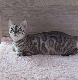 Бенгальская кошка 
