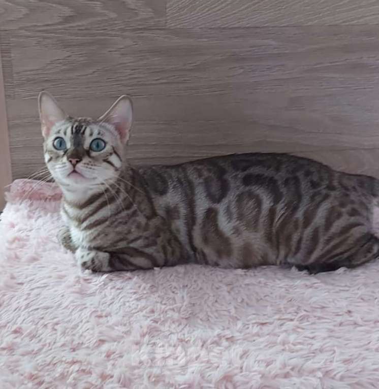 Кошки в Москве: Бенгальская кошка  Девочка, Бесплатно - фото 1