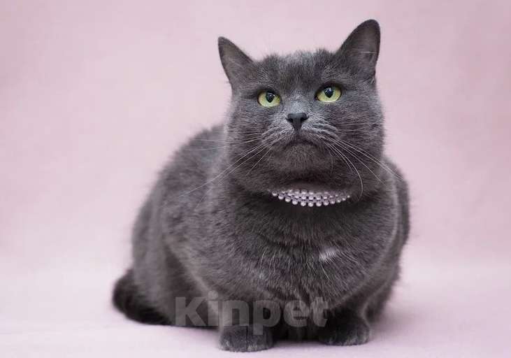 Кошки в Москве: Кошка Марсельеза, не родись красивой …  Девочка, Бесплатно - фото 6