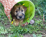 Собаки в Москве: Щенки пшеничный терьер 2,5 месяца Мальчик, 45 000 руб. - фото 1