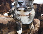 Собаки в Клине: Гретта ищет дом Девочка, 1 руб. - фото 2