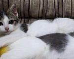 Кошки в Москве: Белый котенок с полосатыми пятнами Джулия, 3 мес, Бесплатно - фото 6