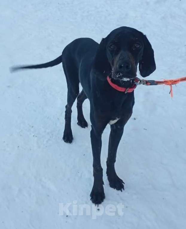 Собаки в Москве: Пойнтер Адель в дар Девочка, Бесплатно - фото 5