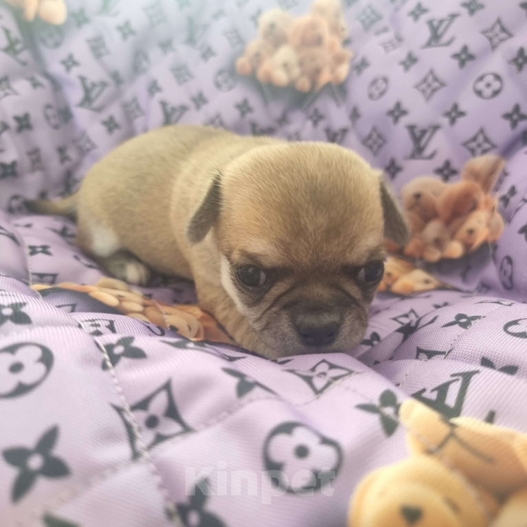 Собаки в Калининграде: Щенок Чихуахуа г/ш, девочка Девочка, Бесплатно - фото 2