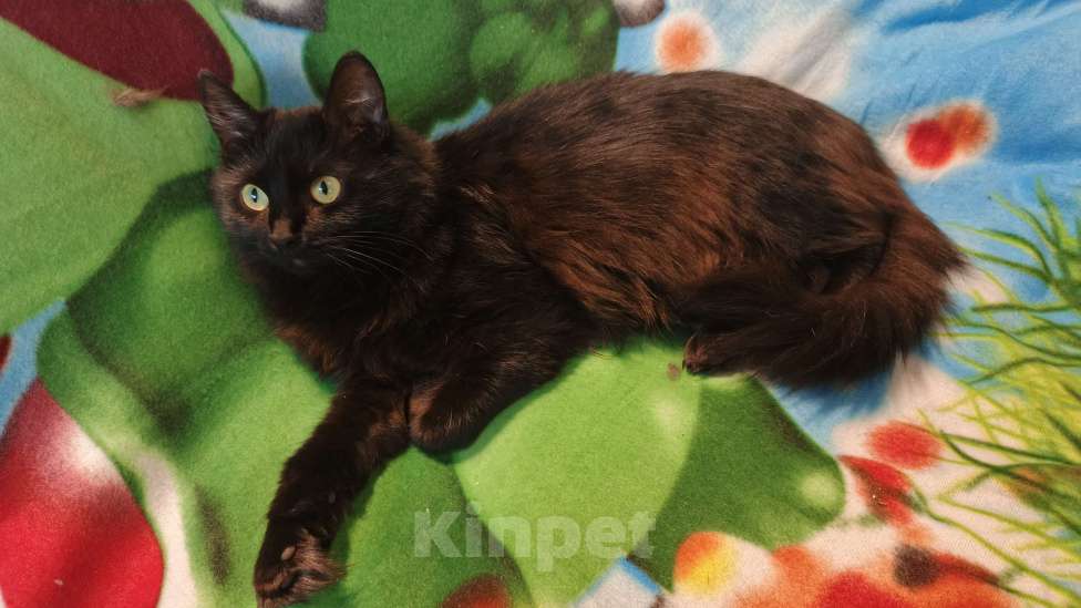 Кошки в Санкт-Петербурге: Пушинка Девочка, Бесплатно - фото 1